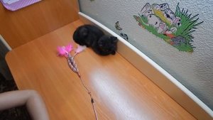 Мне на день рождения подарили котенка