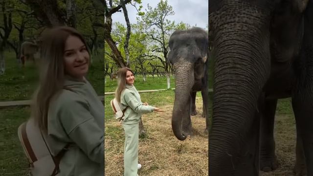 Прогулка в Парке Слонов возле 33 водопадов и чайных плантаций 🐘😍💙