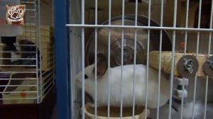 Самые смешные приколы с шиншилами для детей и взрослых  Видео с животными