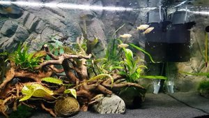 Запустил новый аквариум на 250 литров, изменения в старом, вабикусы, барбусы, скалярии