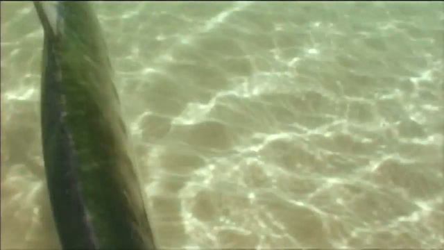 Fly Fishing DownUnder смотреть онлайн