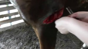 Зашиваем рану (осторожно, может шокировать)