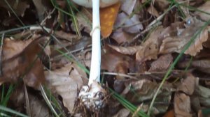 Muchomor cytrynowy (Amanita citrina).