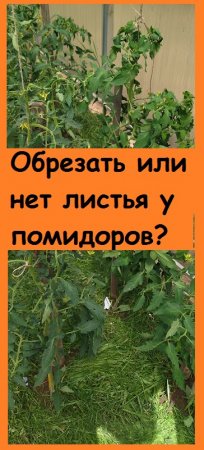 Нужно ли УДАЛЯТЬ НИЖНИЕ ЛИСТЬЯ у помидоров - рассказываю о своем опыте
#дача #огород #garden