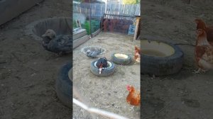 Спаривание индоуток. Где и как приспичит)