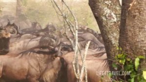 Великая Миграция в Кении. 2021