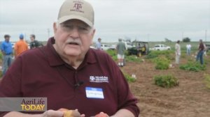 AgriLife Research putting designer potatoes on the menu