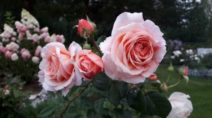 ✿➽Сад с розами 7.09.21