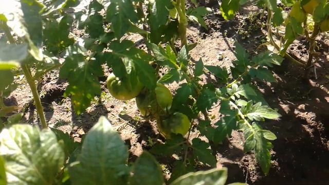 Обзор низкорослых томатов . Алтайский край. смотреть онлайн