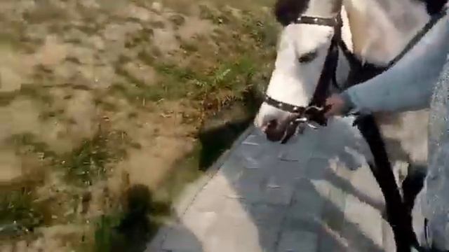 Катаем детей на пони Тишке смотреть онлайн