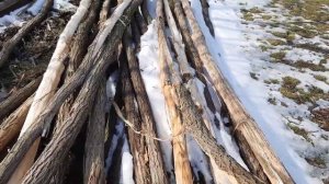 Как будет чиститься шкура акации если простоит на открытом небе более полу года...