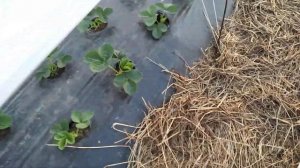 Клубника Мурано и Аврора Карима в открытом грунте в Московской области через полтора месяца!