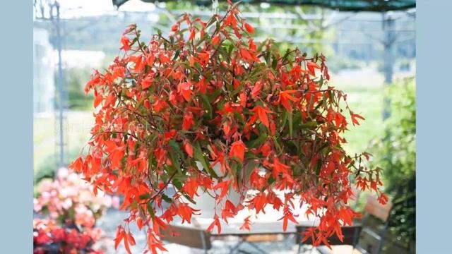 Бегония: приметы и суеверия про необычное тропическое растение смотреть онлайн