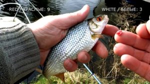 Coarse / float fishing for roach perch rudd: red maggots vs white. Рыбалка на опарыши плотва окунь