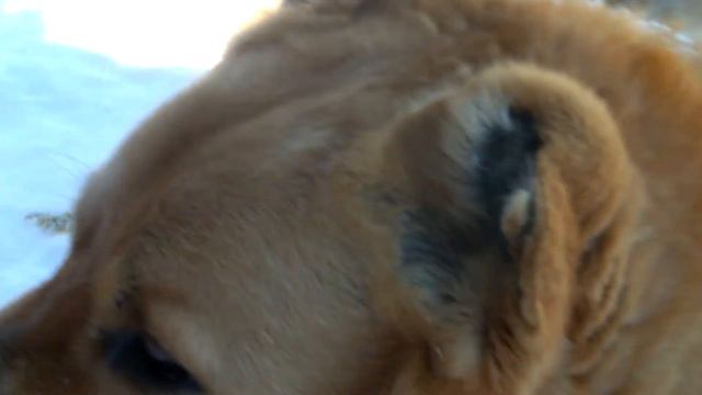 Кто-то травил собаку ядом смотреть онлайн