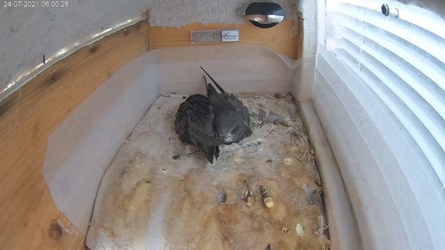 24.07.21.Стрижи. Птенцы 31-й день. смотреть онлайн