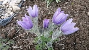 Прострел ранней весной! Выращен из семян.