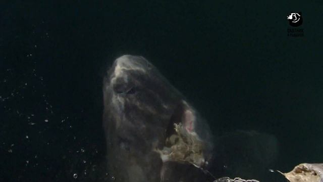 Анонс. Экстремальная рыбалка с Робсоном Грином. смотреть онлайн