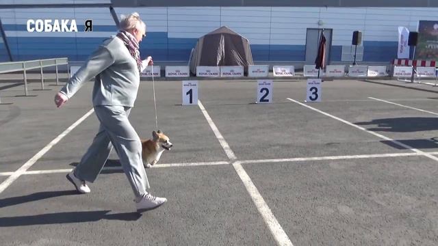 Выставка собак всех пород CACIB Архангельск корги Собака я смотреть онлайн