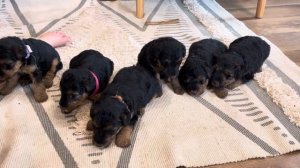 Joy-Mongo 5/28/23 welsh puppies 4 weeks old