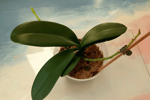 Еще одна реанимашка. Орхидея фаленопсис с цветоносом