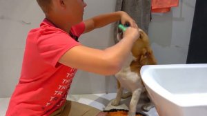 ШЕРЛОК ХОЧЕТ УПРАВЛЯТЬ ВСЕМИ  ПОП ИТАМИ. БРОС ШОУ ПЕТ