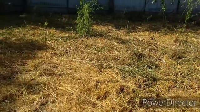 ЭКО ферма. Дюрок. Неделя вторая.....интересная смотреть онлайн