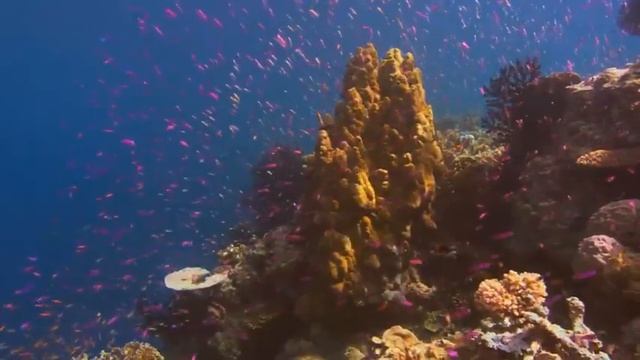 10 Гигантских существ снятых на камеру смотреть онлайн