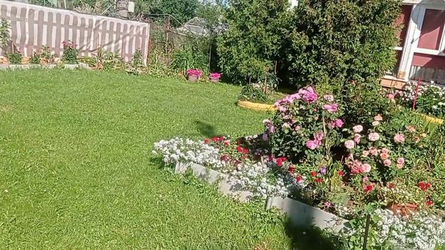 #ЧЕМ КОРМИТЬ ПЕТУНИИ #1июля # смотреть онлайн