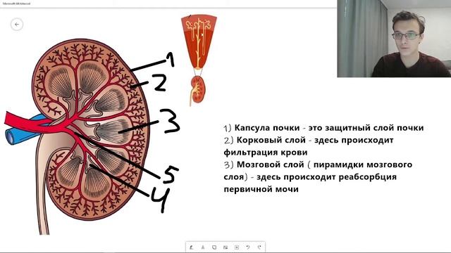 Контрольная по биологии почки