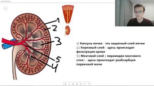Строение ПОЧКИ ЕГЭ | Анатомия ПОЧКИ | Самое простое объяснение