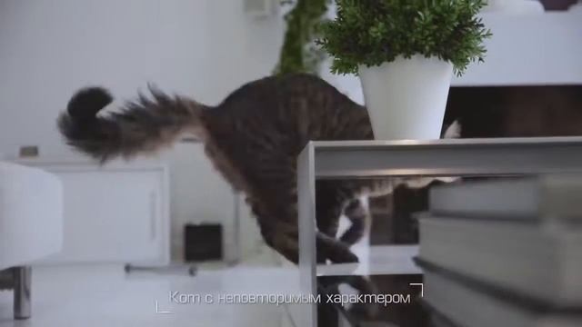 Влажный корм смотреть онлайн