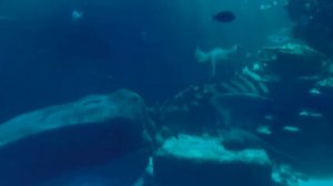 4k | Sea life Aquarium | Sea Life London Aquarium | London Sea Life Aquarium | London Aquarium