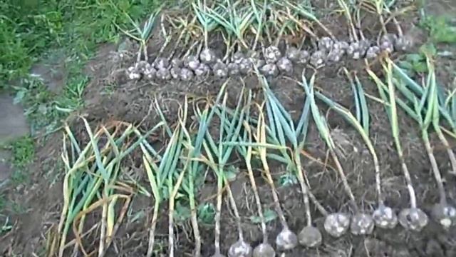 Лучшие сорта озимого чеснока для Сибири