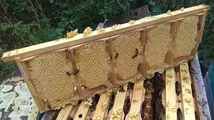 Секционный сотовый мёд: мой опыт и некоторые нюансы