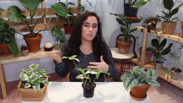 WISHLIST Plant Purchase: Syngonium Albo Variegata
