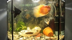 Самая умная и крутая рыба - попугай