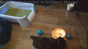 Щенкам Скотч терьера 1,5 мес - ч.3