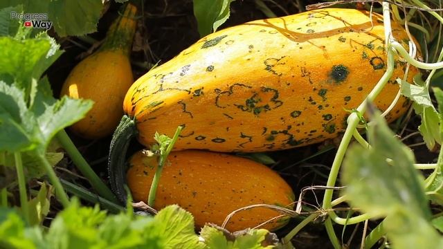 ЭТУ ПОДКОРМКУ КАБАЧКИ ПРОСТО ОБОЖАЮТ БЫСТРО РАЗРАСТАЮТСЯ ПЛОДОНОСЯТ НЕ ОСТАНОВИТЬ ДО НОЯБРЯ!