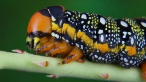 Бражник молочайный. Развитие от яйца до бабочки