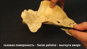 крестцовые позвонки домашних животных