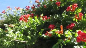 Red Trumpet Vine in Bloom , Salt Spring Island