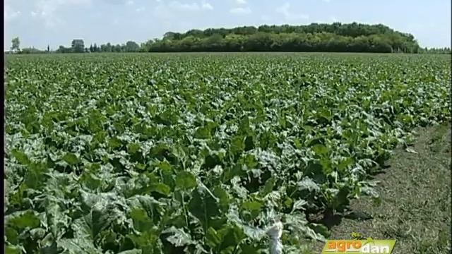 Betanal MAX PRO-Bayer na danima polja šećerne repe смотреть онлайн