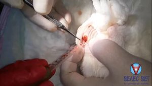 Открытая экстракция верхнечелюстного клыка у кошки