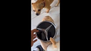 Grumpy Dogs niki chihuahua tiktok Compilation 🔴| Dog Video 2023 | mreviatar - 2