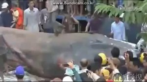 САМАЯ БОЛЬШАЯ ЗМЕЯ В МИРЕ!  АНАКОНДА. anaconda.