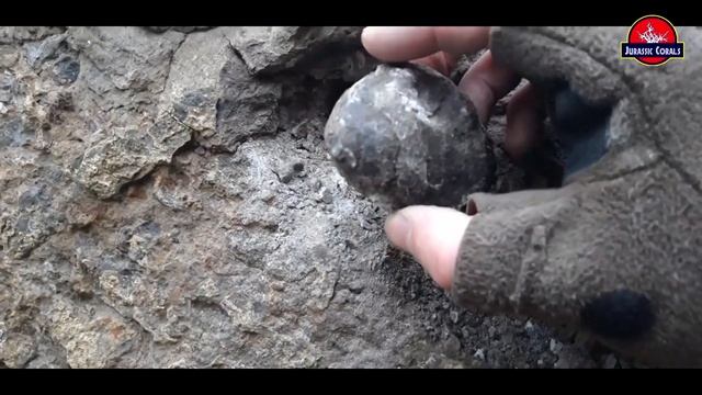 Поиски окаменелостей