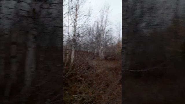 Охота на белых куропаток. смотреть онлайн