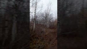 Охота на белых куропаток.