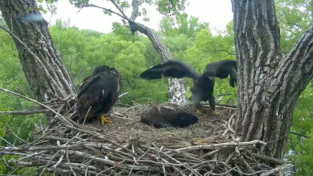 Decorah Eagles Cam 05-20-2018 15:49:58 - 16:49:59 смотреть онлайн